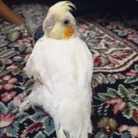 فروش عروس هلندی ماده|پرنده|رفسنجان, |دیوار