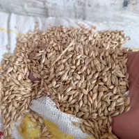 جو روسی