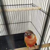 جفت گرینچیک دبل رد خونی|پرنده|تهران, تهرانپارس شرقی|دیوار