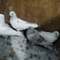 پنج عدد کفتر گرفتنی|پرنده|خمینی‌شهر, |دیوار