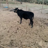 فروش دو عدد نر گاو چاق گوشتی|حیوانات مزرعه|چاه داد خدا, |دیوار