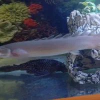 اکواریم یک متری اسکار|ماهی|سقز, |دیوار