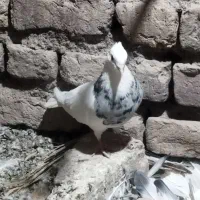 طوقی|پرنده|نرماشیر, |دیوار