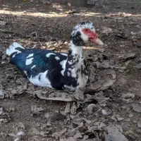 اردک خارجی7ماهه|حیوانات مزرعه|گتاب, |دیوار