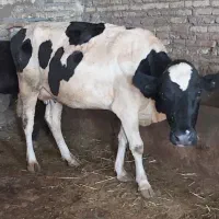 تلیسه شکم دوم چهار دندان