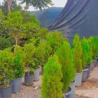 کاج|گل و گیاه طبیعی|گلبهار, شهر جدید گلبهار|دیوار