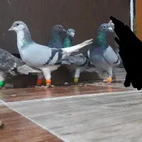 5عدد کبوتر پرشی