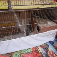 قناری عروس هلندی|پرنده|کرمان, |دیوار