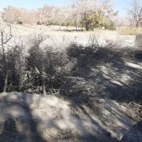 چوب خشک عناب وتوت .|لوازم جانبی حیوانات|بیرجند, |دیوار