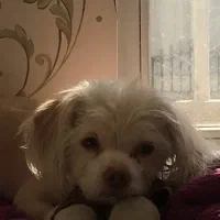 واگذاری رایگان