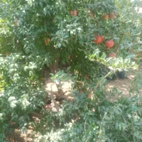 فروش زمین کشاورزی