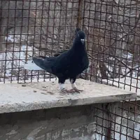 جوجه زاغ مایدم ۱۶ پر دم نر دم سفید|پرنده|همدان, |دیوار