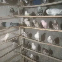 کبوتر همه خال