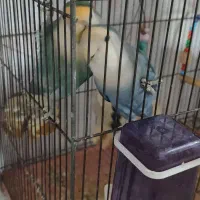 یک جفت طوطی برزیلی بالق جوجه بده و دو تا جوجشون|پرنده|دشتابی, |دیوار