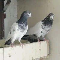 جفت کله دم سبز پرش عالی جوجه ده