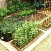 خدمات کشاورزی وباغبانی وگیاهان خانگی وگلخانه ای|خدمات باغبانی و درختکاری|کاشان, ۲۲ بهمن|دیوار