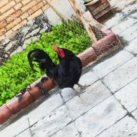خروس سیاه اصل عربی