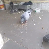 دمگیر سرخ و بغدادی