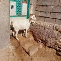 ۱عدد بز جوان سرحال برای قربانی وزن ۳۵کیلو|حیوانات مزرعه|اردبیل, |دیوار