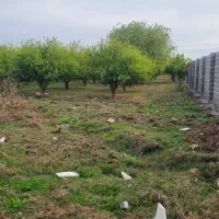 باغچه ۵۱۷ متری بنوار شامی