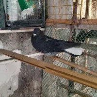 کبوتر حرفه ای|پرنده|فردیس, سرحدی|دیوار