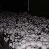 قارچ دکمه ای|خوردنی و آشامیدنی|ورامین, خیر آباد|دیوار