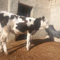 خرید گ ا و گوساله|حیوانات مزرعه|ساروق, |دیوار