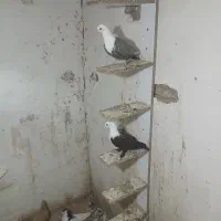 کبوترخوشکل سالم