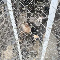 سگ ژرمن ماده