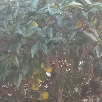 اجاره ویلا|اجارهٔ کوتاه‌مدت ویلا و باغ|بندر انزلی, بشمن|دیوار