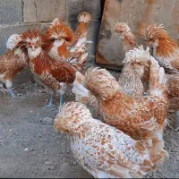 جوجه