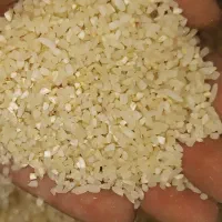 خورده برنج کامفیروزی