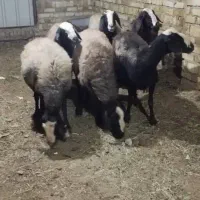 گوسفند نژادشال اصیل