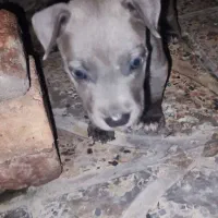 فروش توله بیت بول