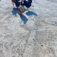 مرغ خروس محلی