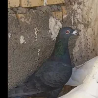 کبوتر گم شده