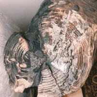تنه درخت طبیعی زیبا  90 در 50|صنایع دستی و سایر لوازم تزئینی|تهران, ستارخان|دیوار