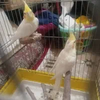 جفت عروس هلندی مولد