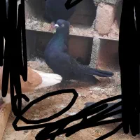 سه عدد کبوتر سالم و سرحال|پرنده|میاندوآب, |دیوار