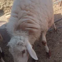 بره نر دورگ