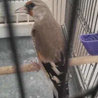 سهره کرمانی ماده