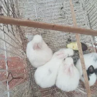 بچه خرگوش زرنگ وبازیگوش