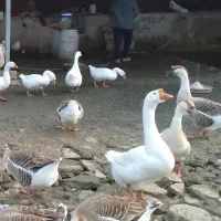 قوغاز۲ساله|حیوانات مزرعه|ساری, |دیوار