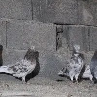 کبوتر سرور