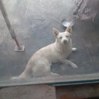 سگ‌.