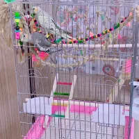 قفس طوطی|لوازم جانبی حیوانات|شاهینشهر, شهرک گلدیس|دیوار