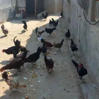 خروس محلی|حیوانات مزرعه|اهرم, |دیوار