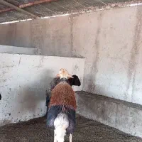 بره قوچ کله سفید بروجردی