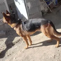 سگ ژرمن ۲ ساله|سگ|اردبیل, |دیوار