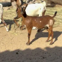 بزغاله خاص|حیوانات مزرعه|رامهرمز, |دیوار